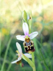 Ophrys holosericea subsp. holosericea