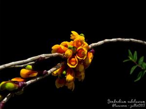 Dendrobium subclausum