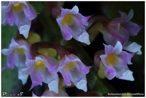 Schoenorchis secundiflora