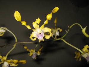 Dendrobium helix