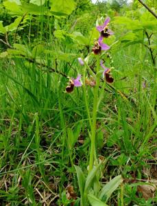 Ophrys holosericea subsp. holosericea