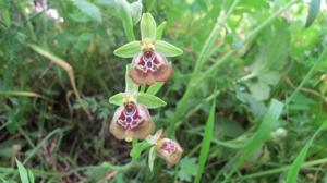 Ophrys holosericea subsp. biancae