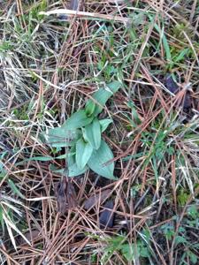 Ophrys sphegodes subsp. sphegodes