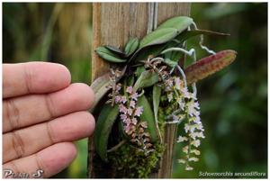 Schoenorchis secundiflora