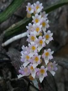 Schoenorchis secundiflora