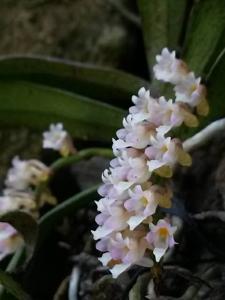 Schoenorchis secundiflora