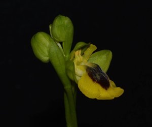 Ophrys lutea