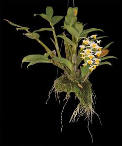 Dendrobium thyrsiflorum