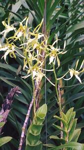 Dendrobium macranthum