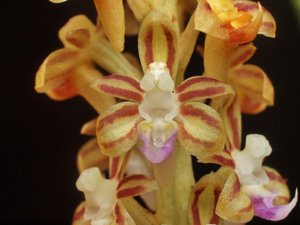 Cleisostoma recurvum