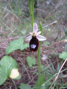 Ophrys bertolonii