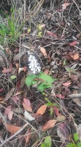 Holothrix parviflora