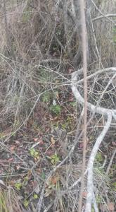 Holothrix parviflora