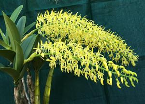 Dendrobium speciosum var. grandiflorum