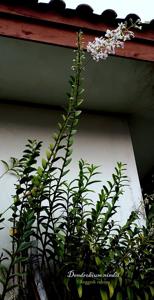 Dendrobium nindii