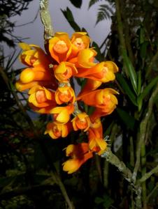 Dendrobium subclausum