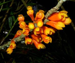 Dendrobium subclausum