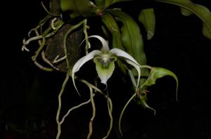 Erasanthe henrici