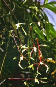 Arachnis longisepala