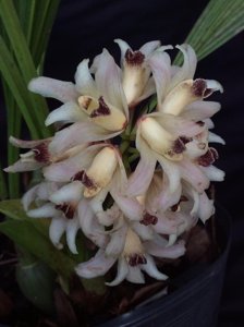 Xylobium variegatum
