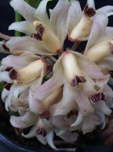 Xylobium variegatum