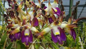 Dendrobium lasianthera