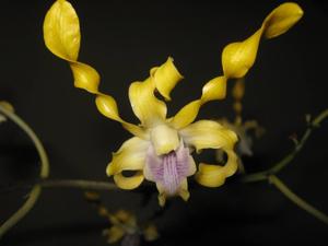 Dendrobium helix