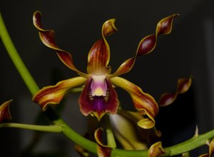 Dendrobium lasianthera
