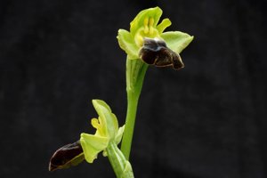 Ophrys fusca subsp. fusca