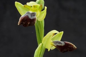 Ophrys fusca subsp. fusca