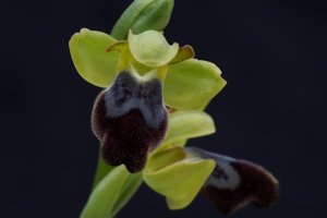 Ophrys fusca subsp. fusca