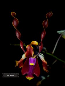 Dendrobium lasianthera