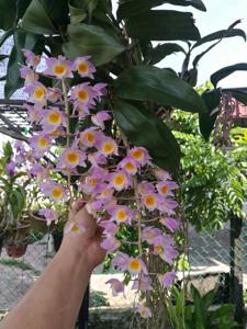 Dendrobium farmeri