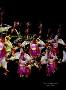 Dendrobium lasianthera