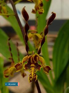 Dendrobium cochliodes