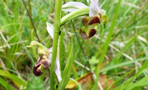 Ophrys apifera