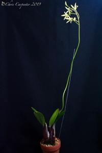 Cattleya blumenscheinii