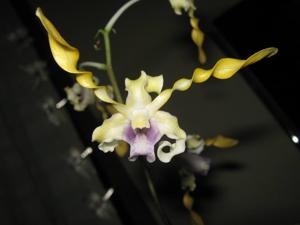 Dendrobium helix