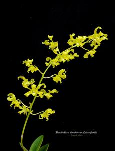 Dendrobium discolor var. broomfieldii