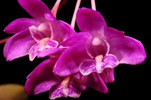 Dendrobium kingianum