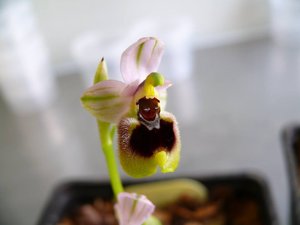 Ophrys tenthredinifera