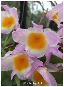 Dendrobium farmeri