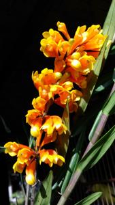 Dendrobium subclausum