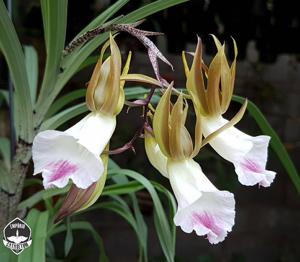 Galeandra curvifolia