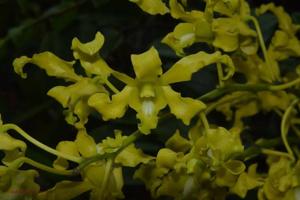 Dendrobium discolor var. broomfieldii
