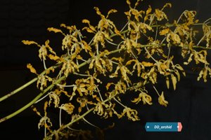 Dendrobium discolor