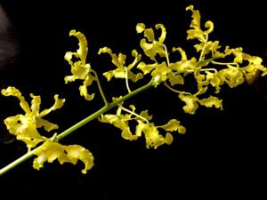 Dendrobium discolor var. broomfieldii