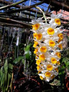 Dendrobium thyrsiflorum
