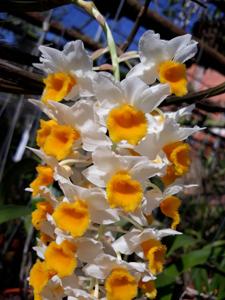 Dendrobium thyrsiflorum