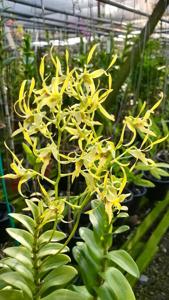 Dendrobium macranthum